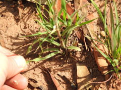 Chlorophytum transvaalense