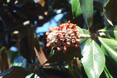 Magnolia grandiflora