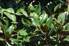 Magnolia grandiflora
