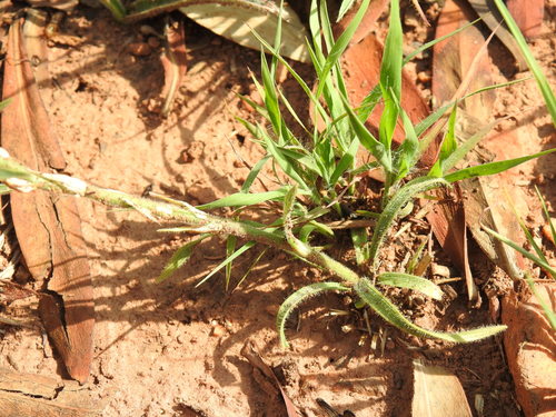 Image of Chlorophytum transvaalense by (c) Matthew Fainman, some rights reserved (CC BY)