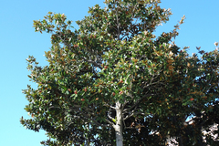 Magnolia grandiflora