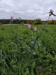 Malva moschata