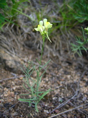 Linaria altaica