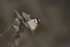 Belenois creona leucogyne