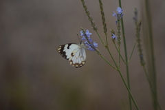 Belenois creona leucogyne