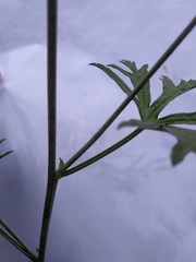 Malva moschata