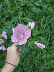 Malva moschata