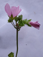 Malva moschata