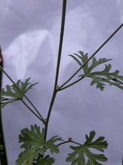 Malva moschata