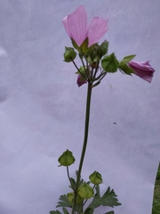 Malva moschata