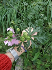 Malva moschata