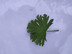 Malva moschata