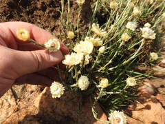 Helichrysum chionosphaerum