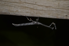 Pareuthyphlebs