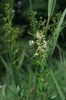 Common Meadow-Rue - Photo (c) Norbert Sauberer, some rights reserved (CC BY-NC), uploaded by Norbert Sauberer