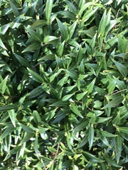 Sarcococca hookeriana hookeriana