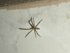 Araneae