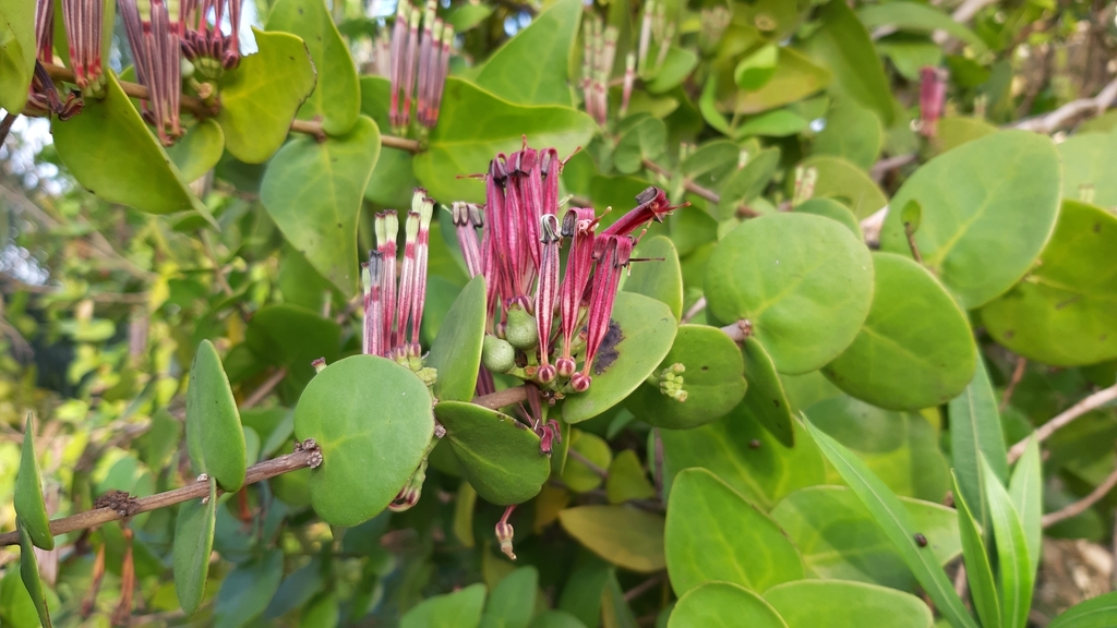 Tapinanthus sessilifolius