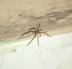 Araneae
