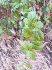 Ribes viburnifolium