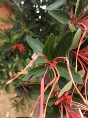 Hypodynerus excipiendus