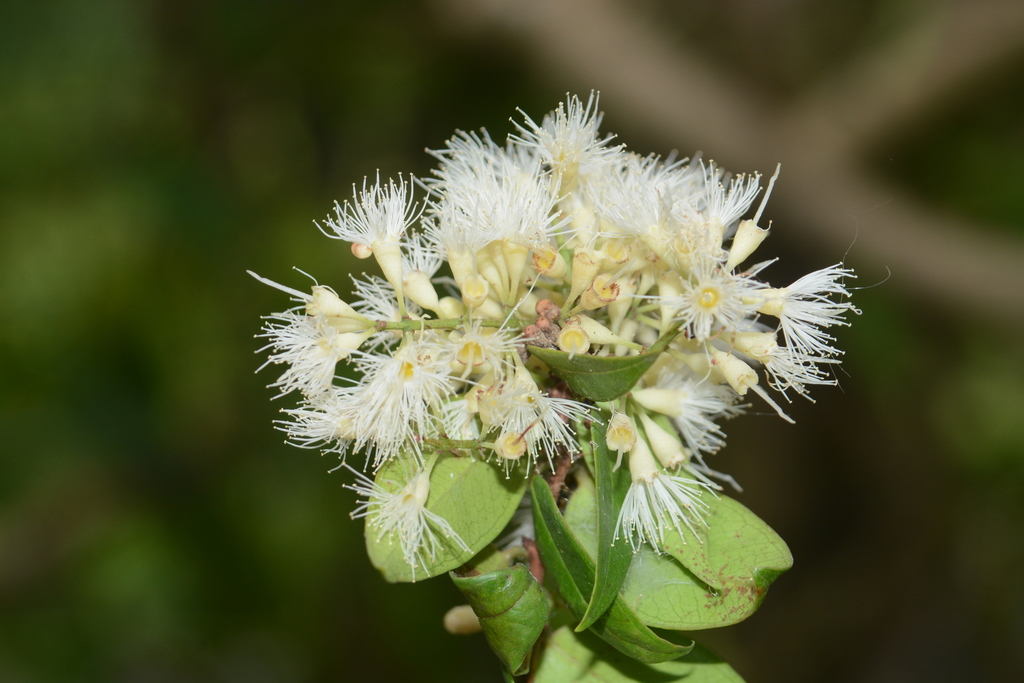 Trâm tích lan – Syzygium zeylanicum