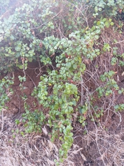 Ribes viburnifolium