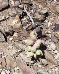 Adromischus filicaulis