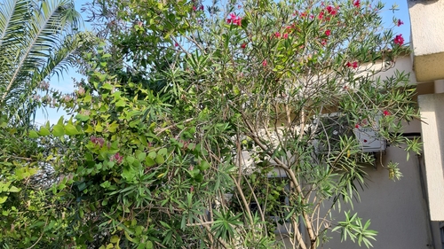Tapinanthus sessilifolius image