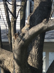 Sciurus carolinensis