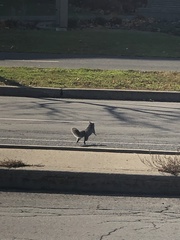 Sciurus carolinensis