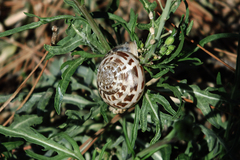 Eobania vermiculata