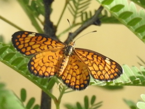 Tiny Checkerspot photo 3