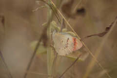 Colotis danae eupompe