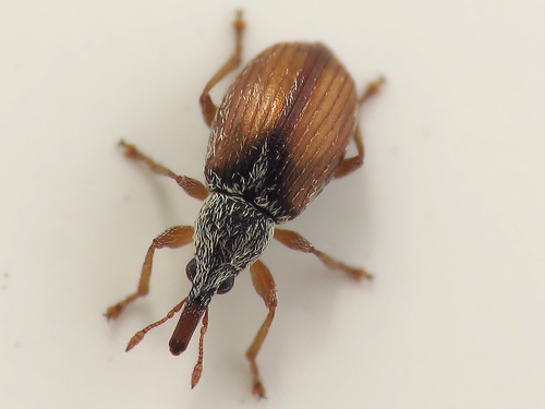 Representative image of Malvapion malvae