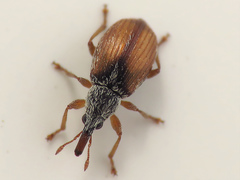 Malvapion malvae