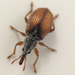 Common Mallow Pear-shaped Weevil - Photo (c) António Dias, some rights reserved (CC BY-NC), uploaded by António Dias