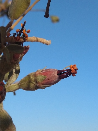 Combretum wattii