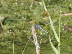 Orthetrum chrysostigma