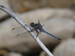 Orthetrum chrysostigma