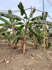 Musa