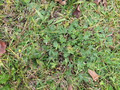 Potentilla neglecta