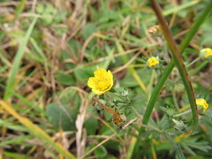 Potentilla neglecta
