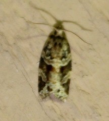 Argyrotaenia ivana