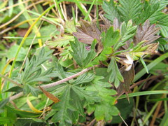 Potentilla neglecta