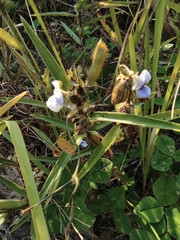 Crotalaria sessiliflora
