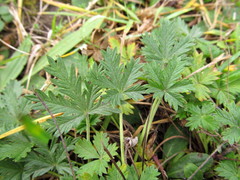Potentilla neglecta