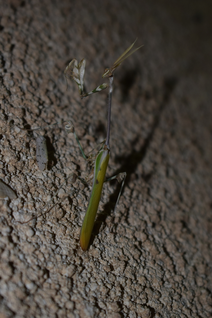 Empusa spinosa