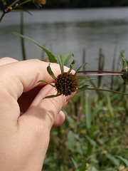 Bidens