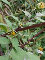 Bidens